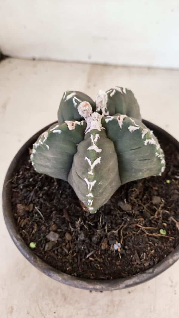 ASTROPHYTUM cv KIKKO Nº 1035 – vaso 15 - Imagem 7
