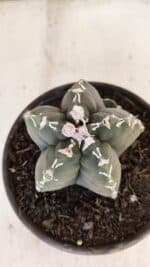 ASTROPHYTUM cv KIKKO Nº 1035 – vaso 15 - Imagem 3