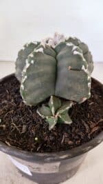 ASTROPHYTUM cv KIKKO Nº 1035 – vaso 15 - Imagem 6