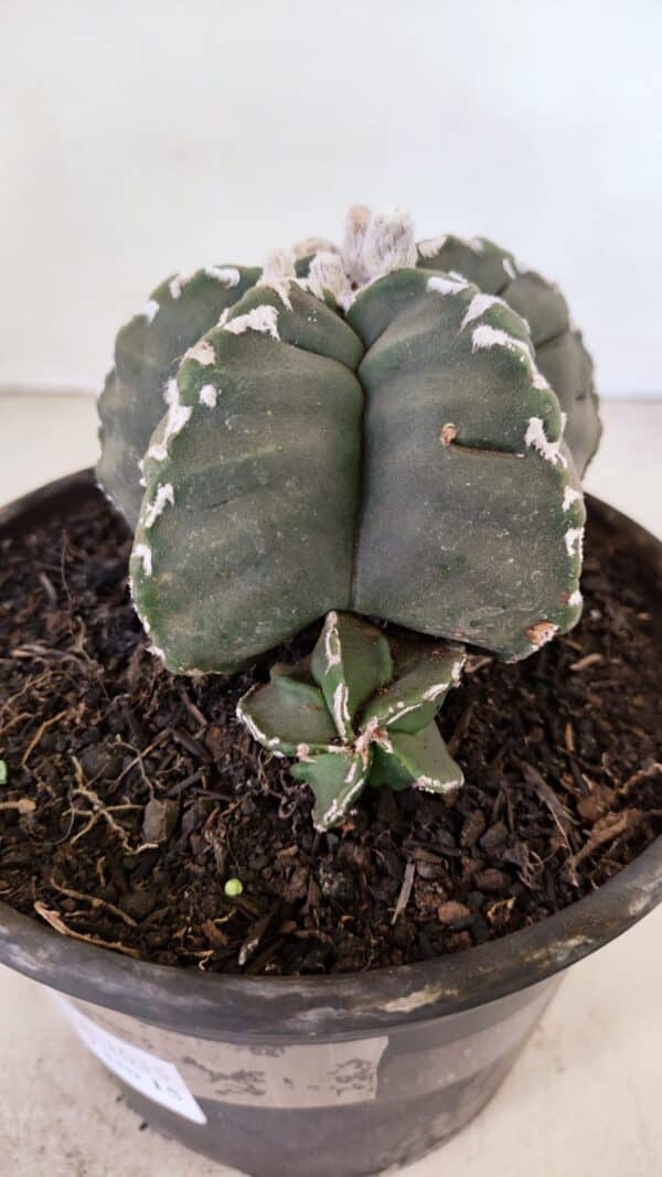 ASTROPHYTUM cv KIKKO Nº 1035 – vaso 15 - Imagem 6