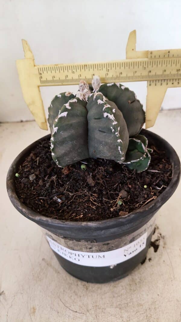 ASTROPHYTUM cv KIKKO Nº 1035 – vaso 15 - Imagem 4