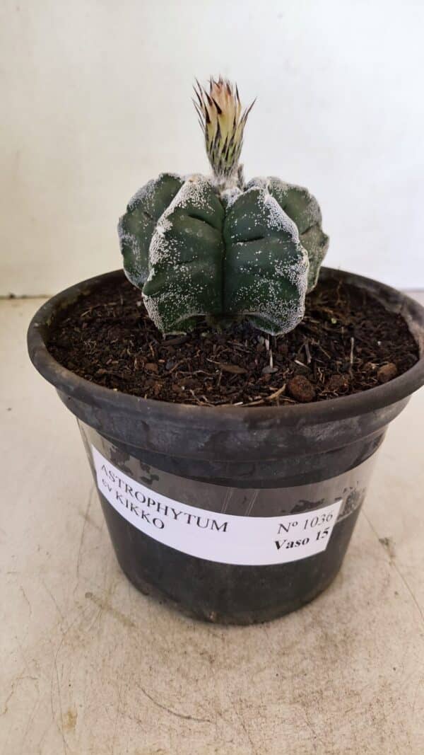 ASTROPHYTUM cv KIKKO Nº 1036 – vaso 15 - Imagem 2