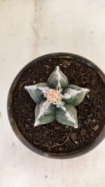 ASTROPHYTUM cv KIKKO Nº 1036 – vaso 15 - Imagem 3