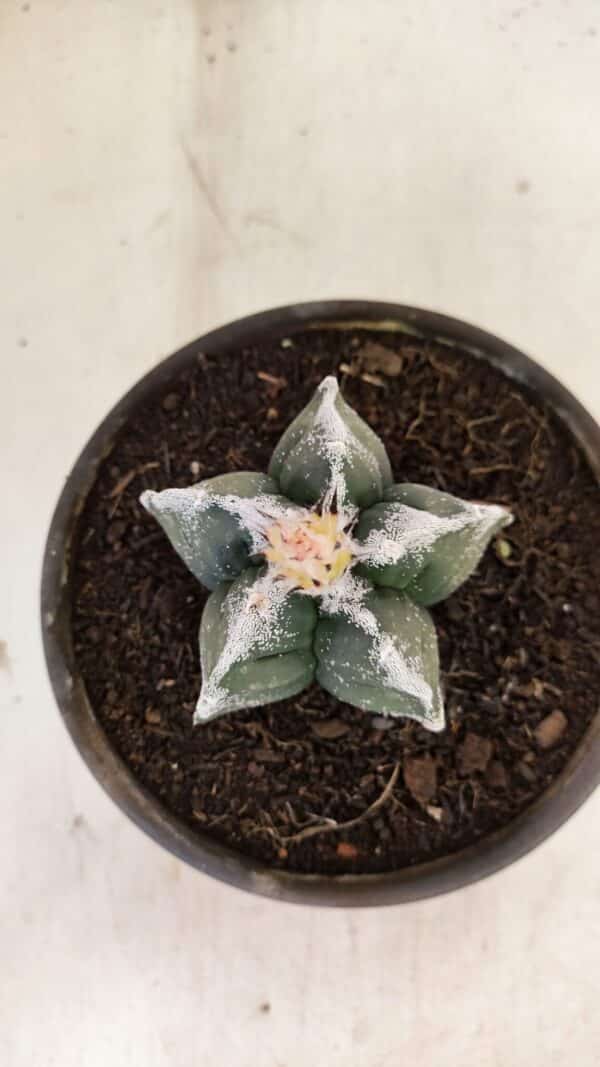 ASTROPHYTUM cv KIKKO Nº 1036 – vaso 15 - Imagem 3