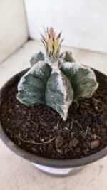 ASTROPHYTUM cv KIKKO Nº 1036 – vaso 15 - Imagem 9