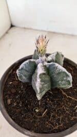 ASTROPHYTUM cv KIKKO Nº 1036 – vaso 15 - Imagem 8