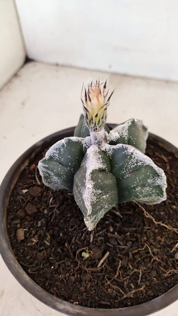 ASTROPHYTUM cv KIKKO Nº 1036 – vaso 15 - Imagem 8