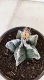 ASTROPHYTUM cv KIKKO Nº 1036 – vaso 15 - Imagem 6