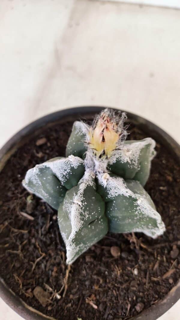 ASTROPHYTUM cv KIKKO Nº 1036 – vaso 15 - Imagem 6