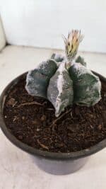 ASTROPHYTUM cv KIKKO Nº 1036 – vaso 15 - Imagem 7
