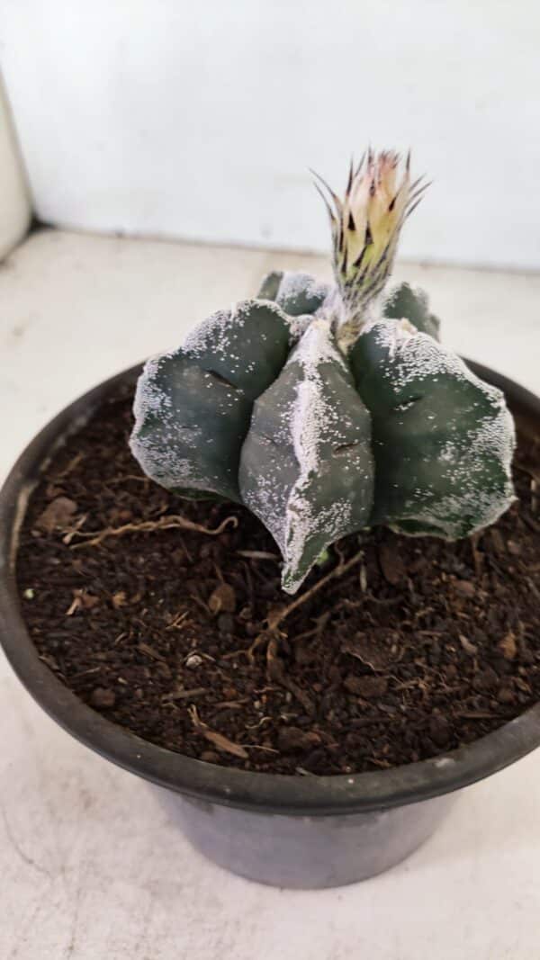 ASTROPHYTUM cv KIKKO Nº 1036 – vaso 15 - Imagem 7