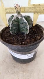 ASTROPHYTUM cv KIKKO Nº 1036 – vaso 15 - Imagem 5