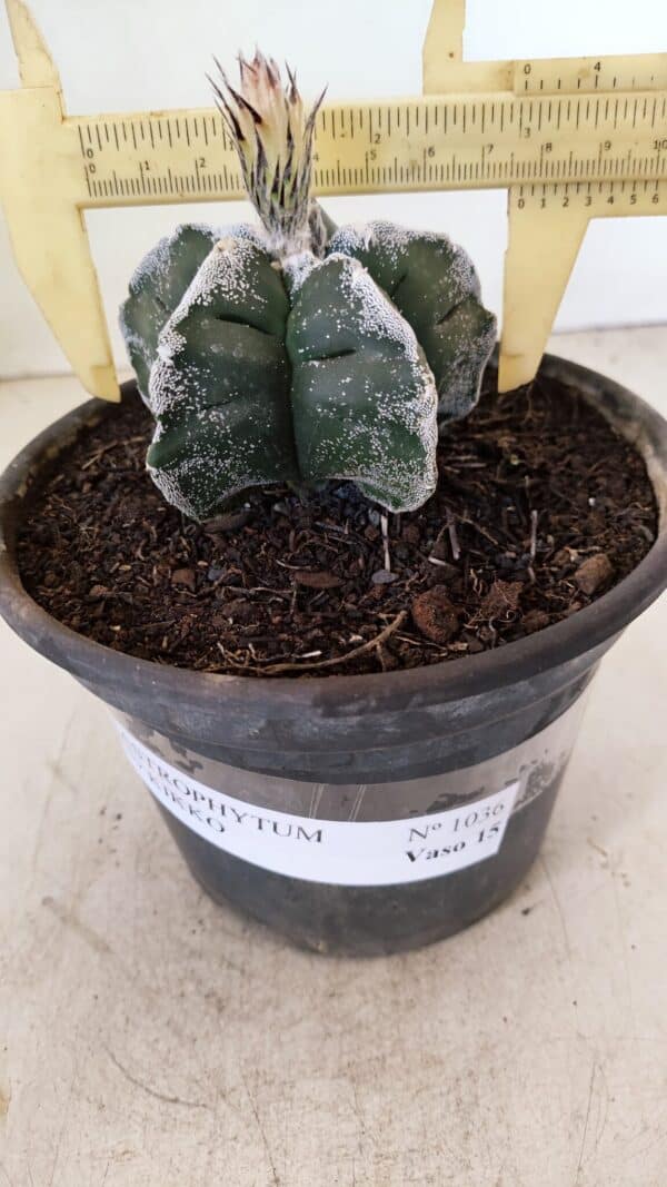 ASTROPHYTUM cv KIKKO Nº 1036 – vaso 15 - Imagem 5