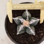 MATRIZ ASTROPHYTUM cv KIKKO Nº 1036 – vaso 15