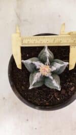 ASTROPHYTUM cv KIKKO Nº 1036 – vaso 15