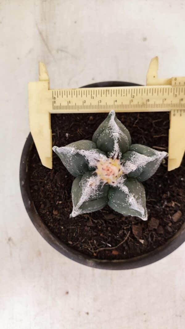 ASTROPHYTUM cv KIKKO Nº 1036 – vaso 15 - Imagem 1
