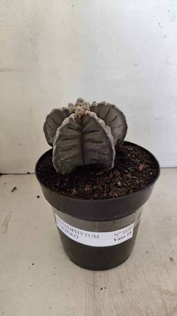 ASTROPHYTUM cv KIKKO Nº 1039 – vaso 15 - Imagem 2