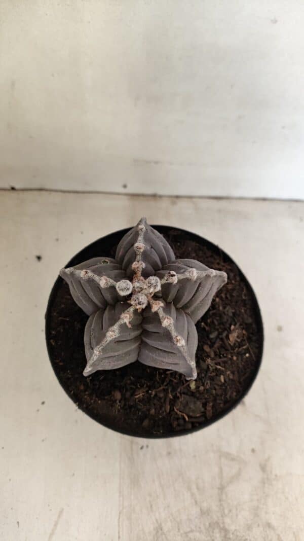 ASTROPHYTUM cv KIKKO Nº 1039 – vaso 15 - Imagem 3