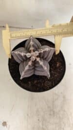 ASTROPHYTUM cv KIKKO Nº 1039 – vaso 15
