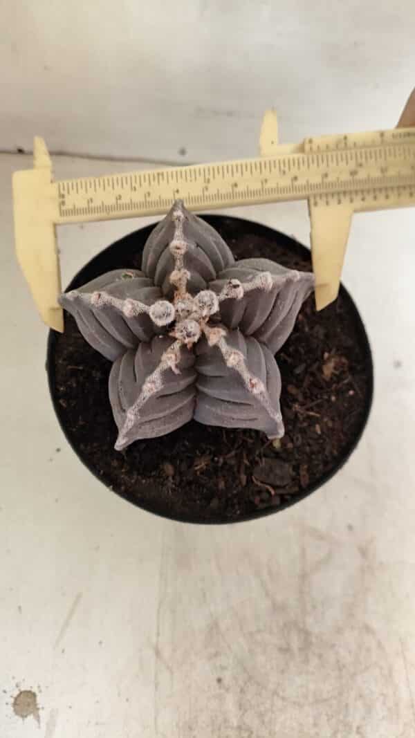 ASTROPHYTUM cv KIKKO Nº 1039 – vaso 15 - Imagem 1