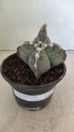 ASTROPHYTUM cv KIKKO "4 Quinas" Nº 1040 – vaso 15 - Imagem 2