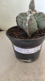 ASTROPHYTUM cv KIKKO "4 Quinas" Nº 1040 – vaso 15 - Imagem 9