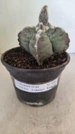 ASTROPHYTUM cv KIKKO "4 Quinas" Nº 1040 – vaso 15 - Imagem 8