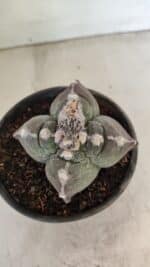 ASTROPHYTUM cv KIKKO "4 Quinas" Nº 1040 – vaso 15