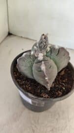 ASTROPHYTUM cv KIKKO "4 Quinas" Nº 1040 – vaso 15 - Imagem 7