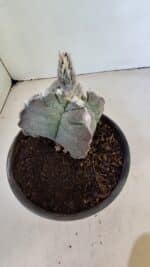 ASTROPHYTUM cv KIKKO "4 Quinas" Nº 1040 – vaso 15 - Imagem 6