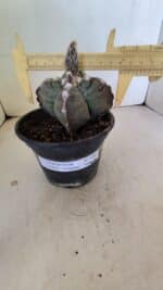 ASTROPHYTUM cv KIKKO "4 Quinas" Nº 1040 – vaso 15 - Imagem 4