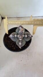 ASTROPHYTUM cv KIKKO "4 Quinas" Nº 1040 – vaso 15 - Imagem 5