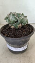 ASTROPHYTUM cv KIKKO "Colonia" Nº 1041 – vaso 15 - Imagem 2