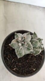 ASTROPHYTUM cv KIKKO "Colonia" Nº 1041 – vaso 15 - Imagem 8