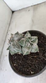 ASTROPHYTUM cv KIKKO "Colonia" Nº 1041 – vaso 15 - Imagem 7