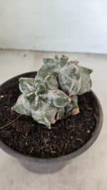 ASTROPHYTUM cv KIKKO "Colonia" Nº 1041 – vaso 15 - Imagem 3