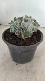 ASTROPHYTUM cv KIKKO "Colonia" Nº 1041 – vaso 15 - Imagem 6