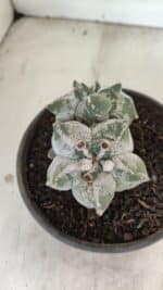 ASTROPHYTUM cv KIKKO "Colonia" Nº 1041 – vaso 15 - Imagem 5