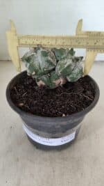 ASTROPHYTUM cv KIKKO "Colonia" Nº 1041 – vaso 15