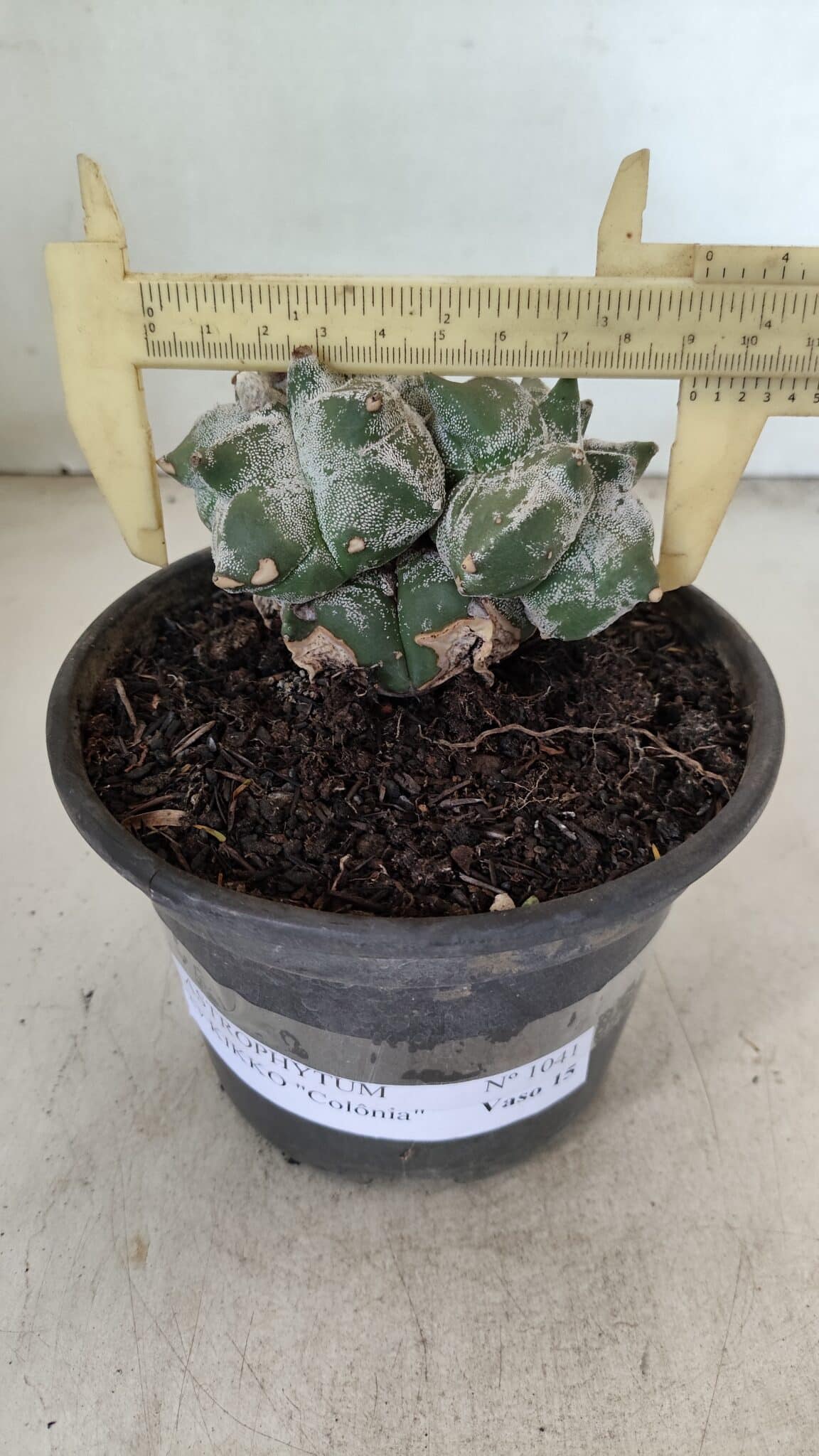 KIKKO 1041 (7) ASTROPHYTUM cv KIKKO "Colonia" Nº 1041 – vaso 15 - Imagem 1