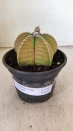 ASTROPHYTUM cv KIKKO Nº 1042 – vaso 15 - Imagem 2