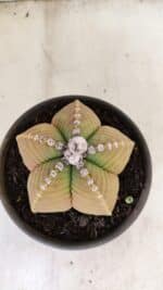 ASTROPHYTUM cv KIKKO Nº 1042 – vaso 15 - Imagem 3