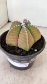 ASTROPHYTUM cv KIKKO Nº 1042 – vaso 15 - Imagem 8