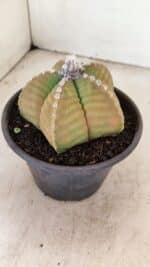 ASTROPHYTUM cv KIKKO Nº 1042 – vaso 15 - Imagem 7