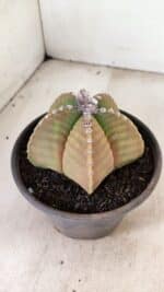 ASTROPHYTUM cv KIKKO Nº 1042 – vaso 15 - Imagem 6