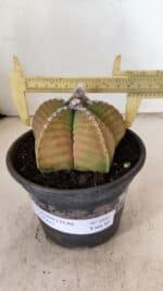 ASTROPHYTUM cv KIKKO Nº 1042 – vaso 15 - Imagem 4