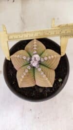 ASTROPHYTUM cv KIKKO Nº 1042 – vaso 15