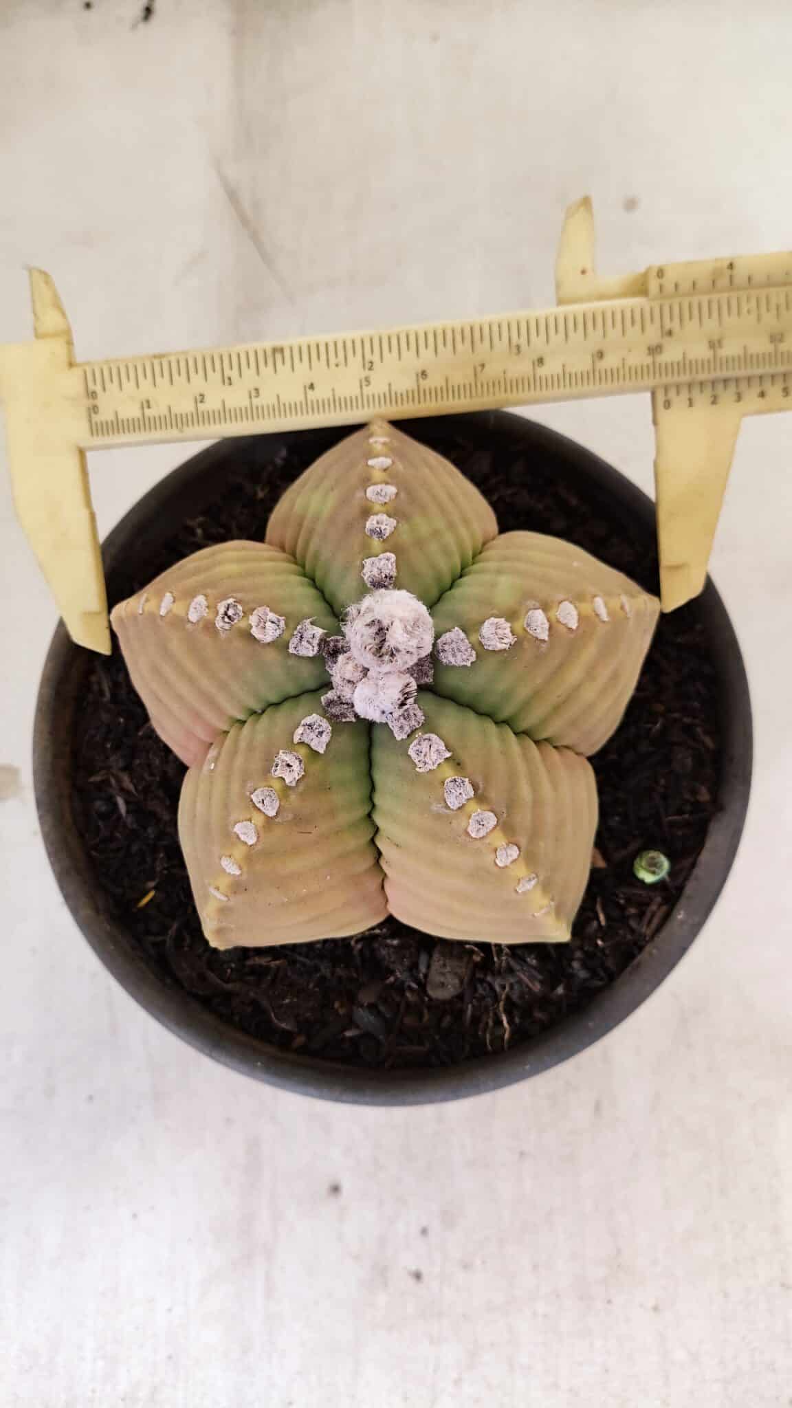 KIKKO 1042 (7) ASTROPHYTUM cv KIKKO Nº 1042 – vaso 15 - Imagem 1