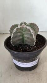 ASTROPHYTUM cv KIKKO Nº 1043 – vaso 15 - Imagem 2