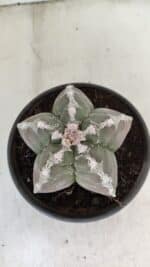 ASTROPHYTUM cv KIKKO Nº 1043 – vaso 15 - Imagem 3